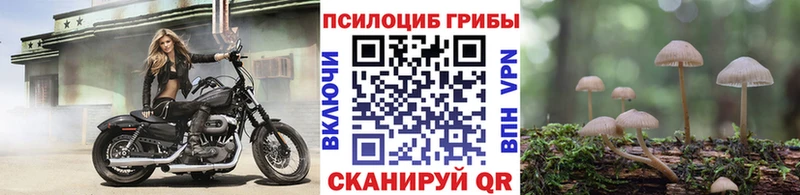 Псилоцибиновые грибы Cubensis  Зверево 